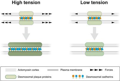 Cortical tension regulates desmosomal morphogenesis